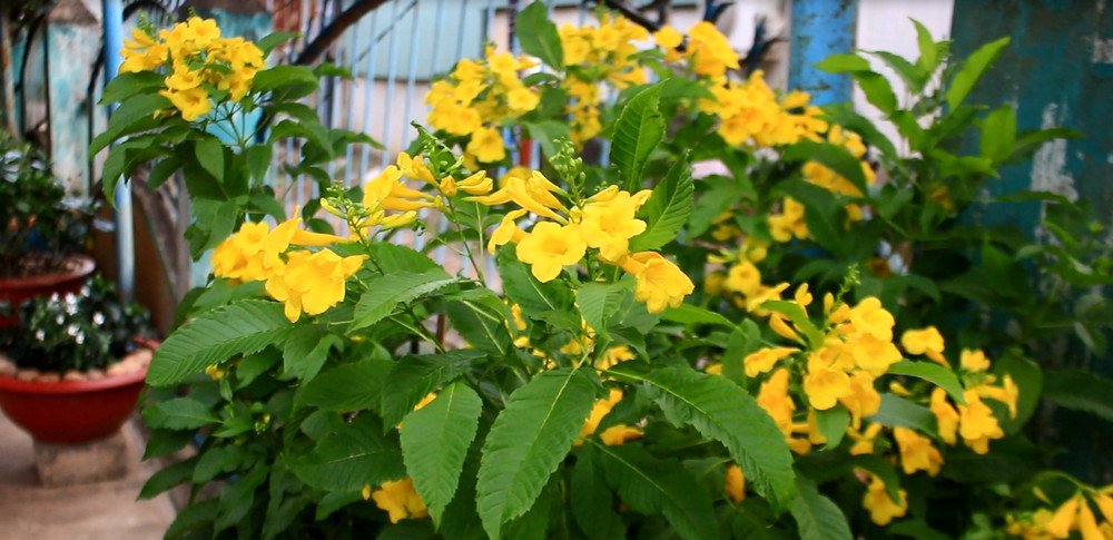 Ngôi nhà ở Bình Phước của gia đình cầu thủ Hồng Duy-12