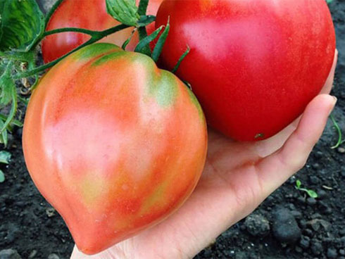 Con trai 8 tuổi đi ngủ mãi không dậy, bố vào phòng thấy con tím tái sùi bọt mép, nguyên nhân khiến anh ân hận suốt đời-5