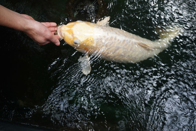 Ngắm hồ cá Koi tiền tỷ của dân chơi phố Núi-4