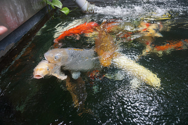 Ngắm hồ cá Koi tiền tỷ của dân chơi phố Núi-9