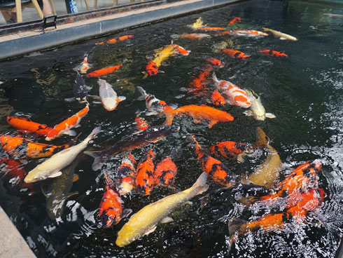 Khu vườn Nhật và đàn cá Koi 10 tỷ của đại gia Thái Nguyên-15