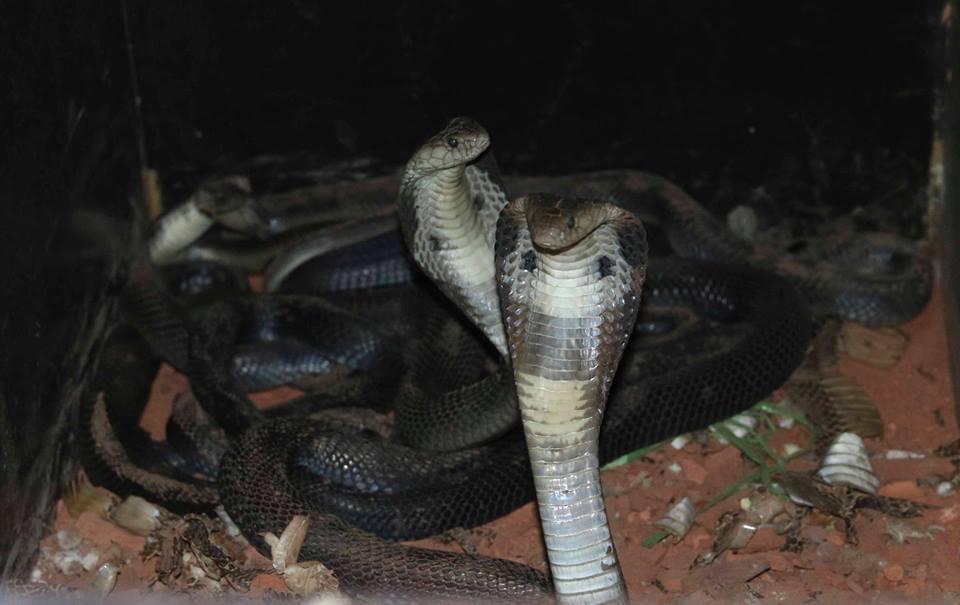 Nghe đã run tay: Nuôi đàn rắn hổ mang phì cho tiền tỷ mỗi năm-2