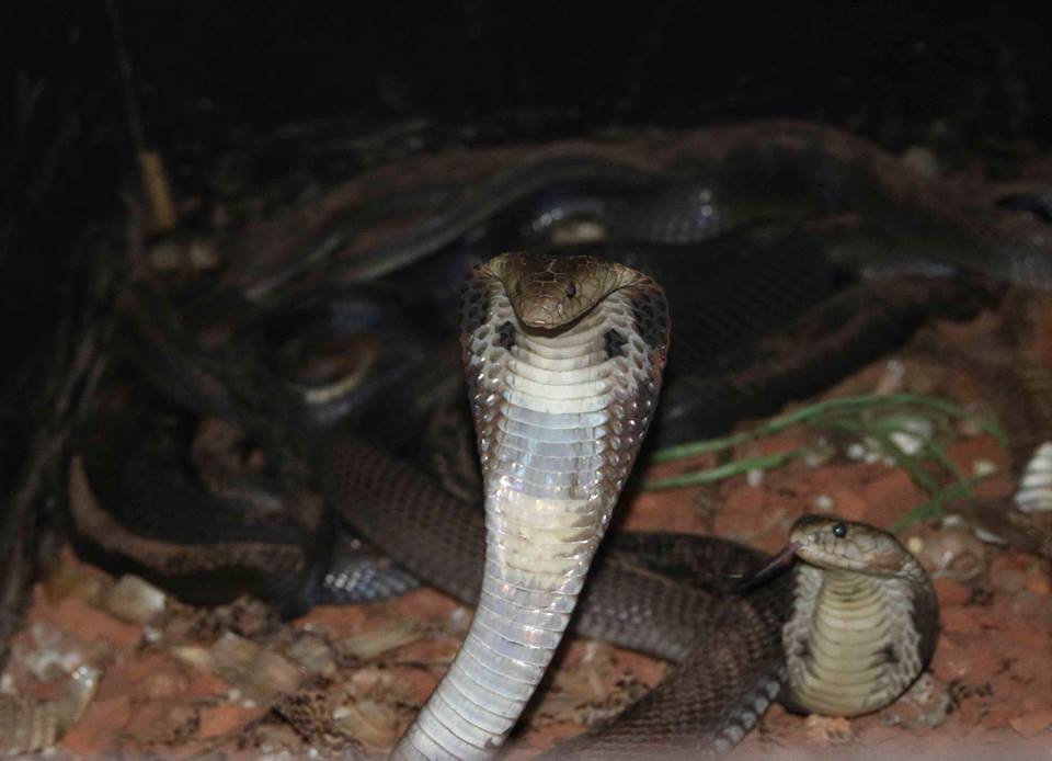 Nghe đã run tay: Nuôi đàn rắn hổ mang phì cho tiền tỷ mỗi năm-4