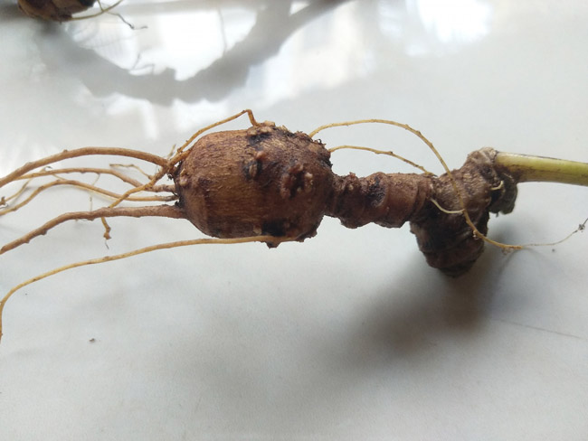 Lạc vào thế giới loài sâm quý hơn vàng của Việt Nam-1