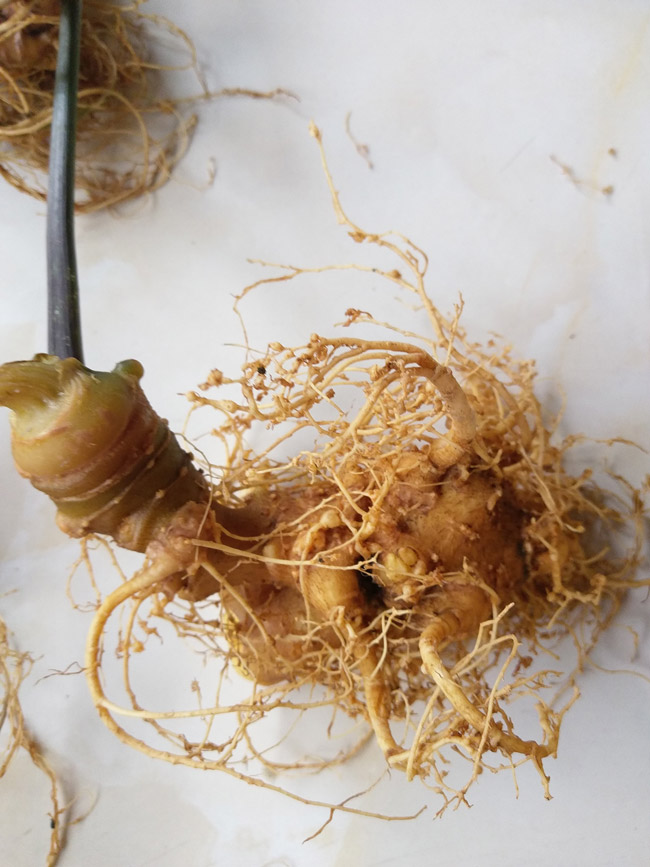 Lạc vào thế giới loài sâm quý hơn vàng của Việt Nam-10