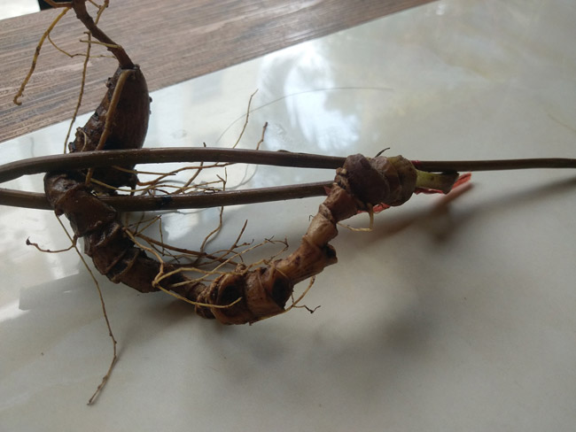 Lạc vào thế giới loài sâm quý hơn vàng của Việt Nam-11