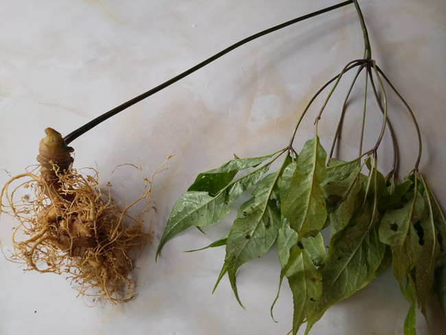 Lạc vào thế giới loài sâm quý hơn vàng của Việt Nam-12