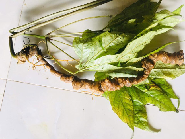 Lạc vào thế giới loài sâm quý hơn vàng của Việt Nam-13