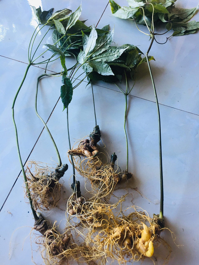 Lạc vào thế giới loài sâm quý hơn vàng của Việt Nam-14