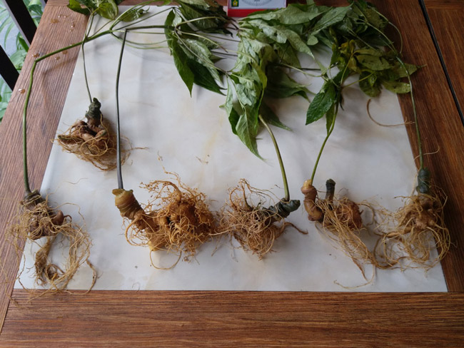 Lạc vào thế giới loài sâm quý hơn vàng của Việt Nam-15