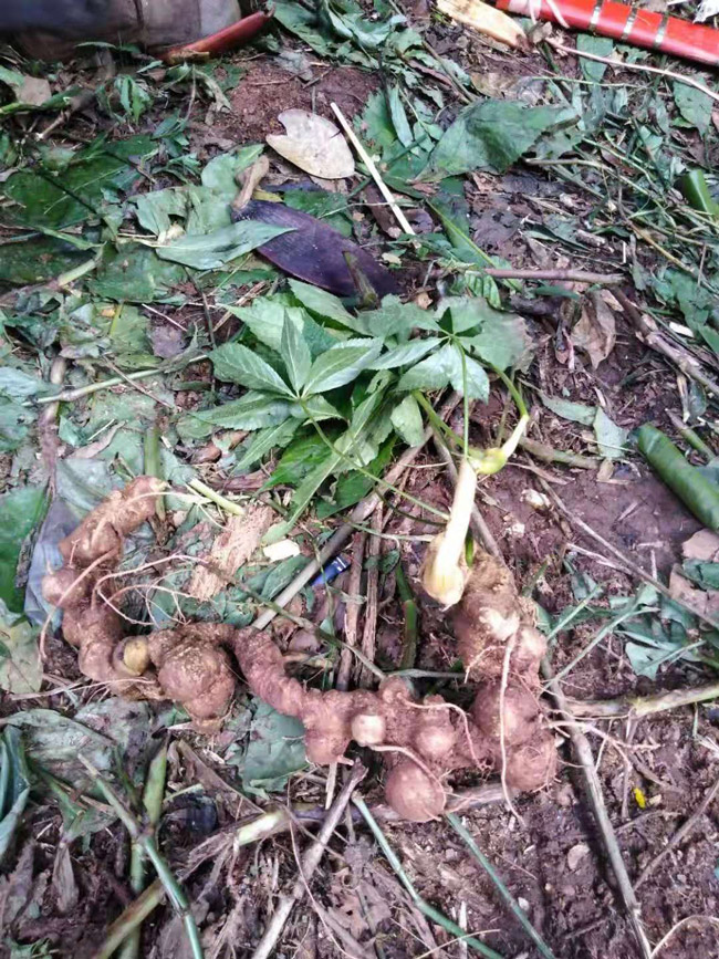 Lạc vào thế giới loài sâm quý hơn vàng của Việt Nam-16