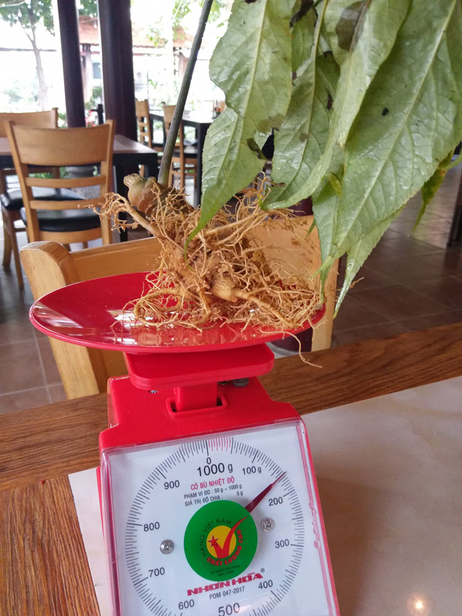 Lạc vào thế giới loài sâm quý hơn vàng của Việt Nam-17