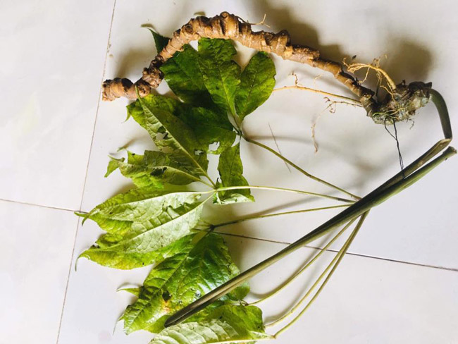 Lạc vào thế giới loài sâm quý hơn vàng của Việt Nam-18