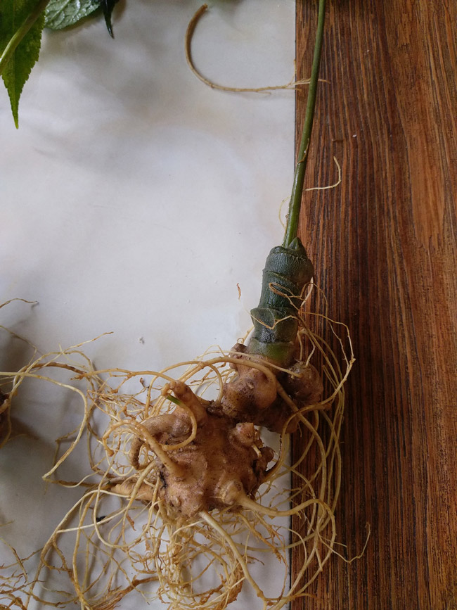 Lạc vào thế giới loài sâm quý hơn vàng của Việt Nam-19