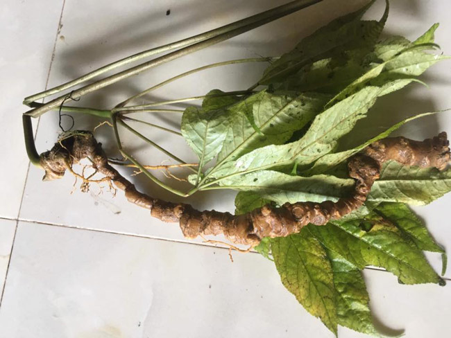 Lạc vào thế giới loài sâm quý hơn vàng của Việt Nam-2