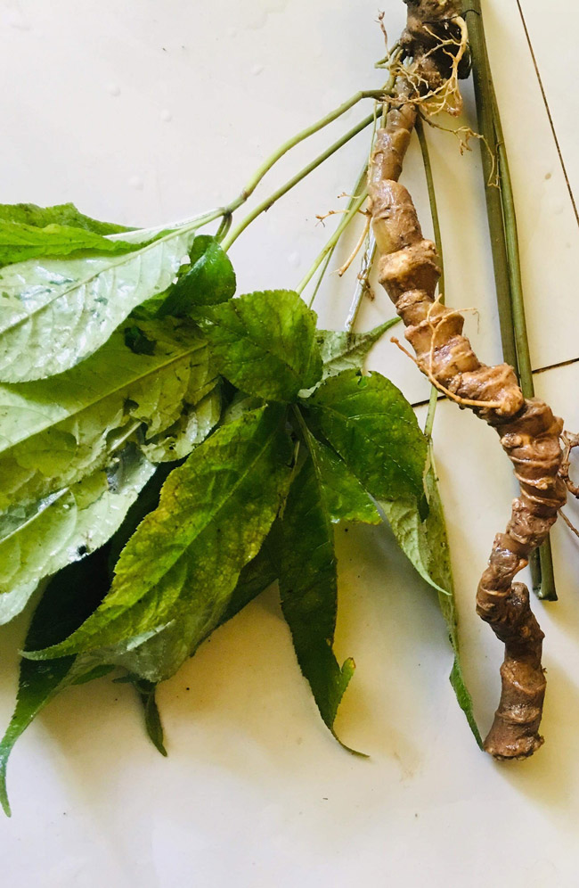 Lạc vào thế giới loài sâm quý hơn vàng của Việt Nam-20