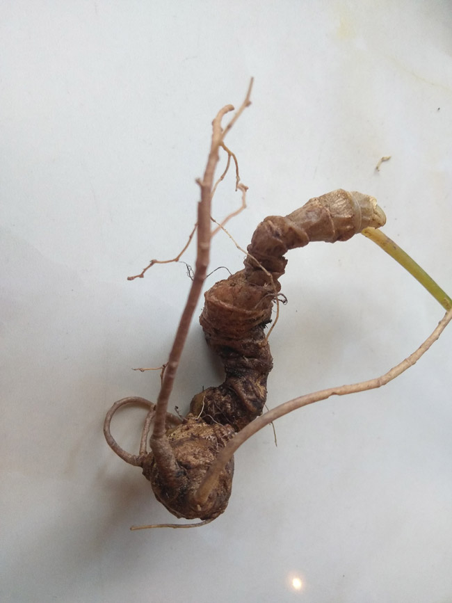 Lạc vào thế giới loài sâm quý hơn vàng của Việt Nam-3