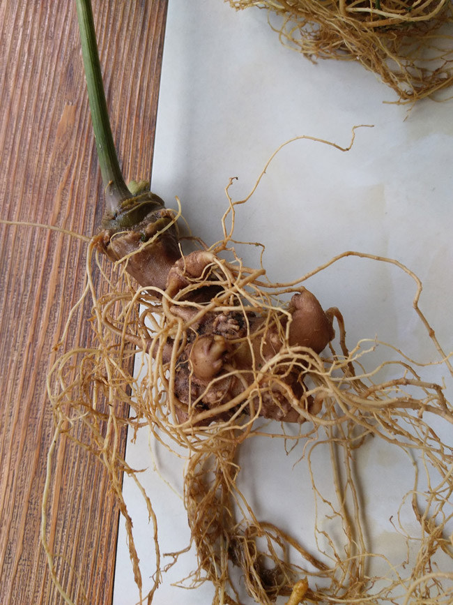 Lạc vào thế giới loài sâm quý hơn vàng của Việt Nam-4