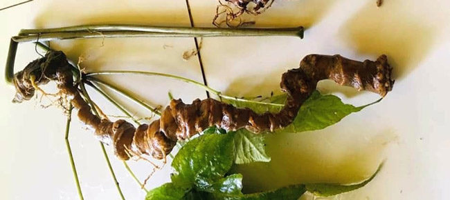 Lạc vào thế giới loài sâm quý hơn vàng của Việt Nam-5