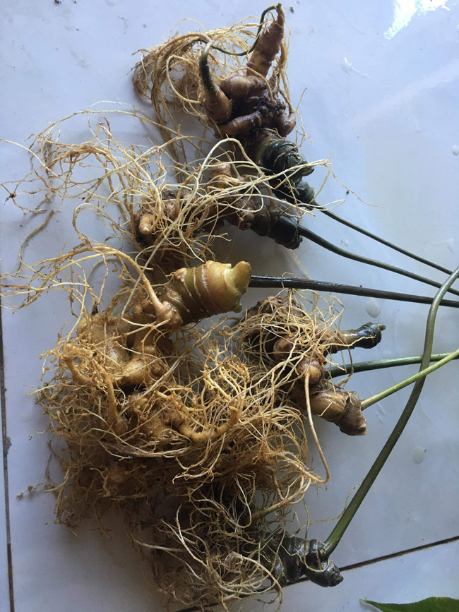 Lạc vào thế giới loài sâm quý hơn vàng của Việt Nam-6