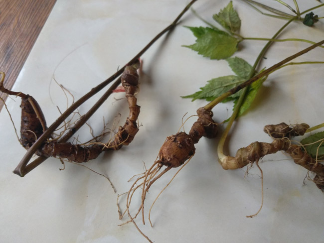 Lạc vào thế giới loài sâm quý hơn vàng của Việt Nam-7