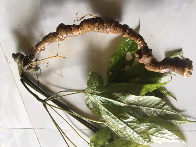 Lạc vào thế giới loài sâm quý hơn vàng của Việt Nam-8