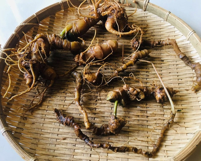 Lạc vào thế giới loài sâm quý hơn vàng của Việt Nam-9