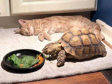Đáng yêu nổ Twitter là câu chuyện mèo chờ bạn rùa ăn xong để chơi lâu đến mức ngủ gục bên cạnh