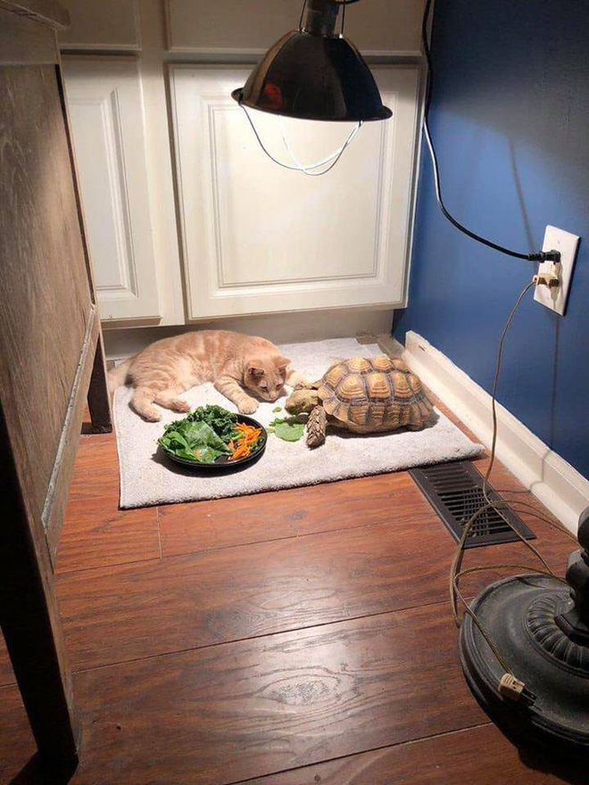 Đáng yêu nổ Twitter là câu chuyện mèo chờ bạn rùa ăn xong để chơi lâu đến mức ngủ gục bên cạnh-2