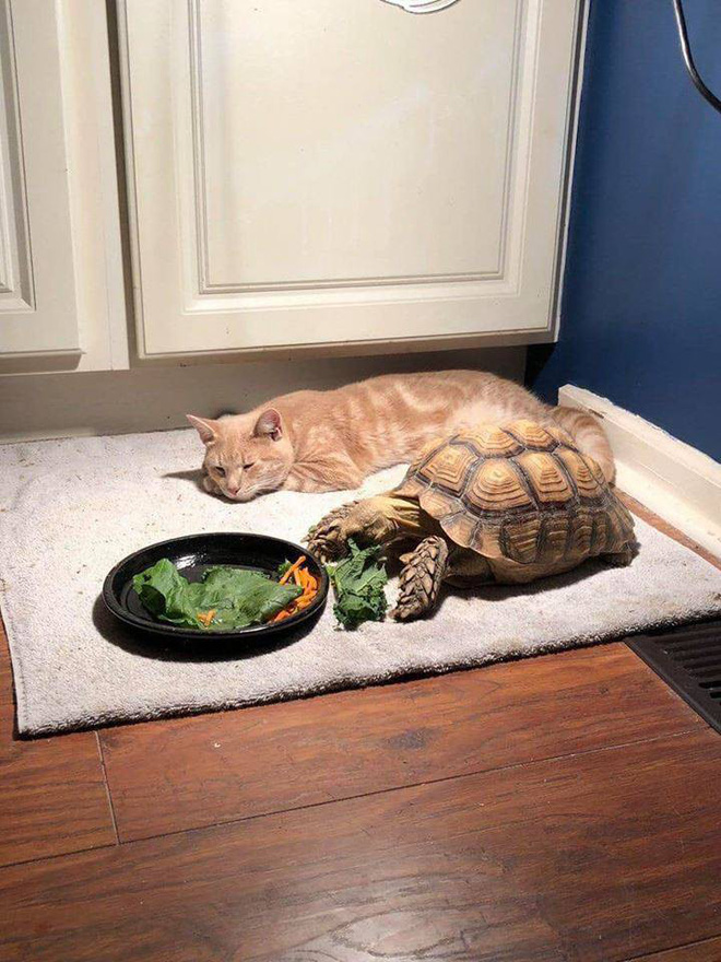 Đáng yêu nổ Twitter là câu chuyện mèo chờ bạn rùa ăn xong để chơi lâu đến mức ngủ gục bên cạnh-4