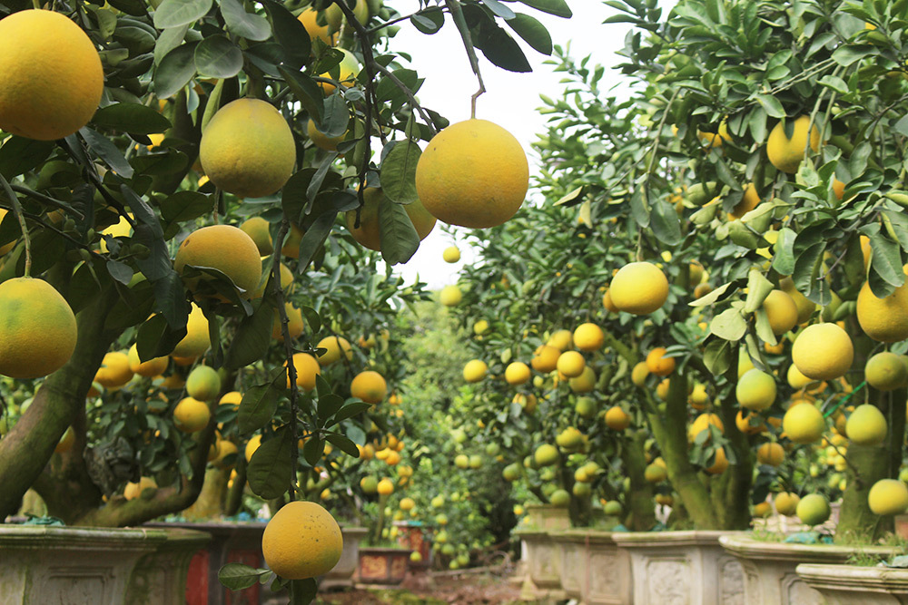 Cây bưởi cổ hiếm có: Cao hơn 1 mét, sai trĩu 300 quả vàng rực-2