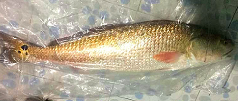 Ngư dân bắt được cá ‘lạ’ nặng 5kg, vàng óng, nghi sủ vàng quý hiếm-1