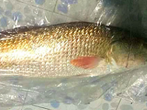 Con cá khổng lồ ngư dân Sầm Sơn xẻ thịt bán là cá nhám voi quý hiếm-3