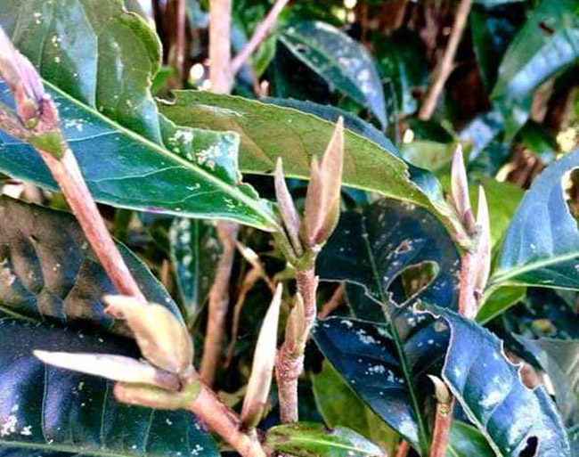 Loại trà chỉ có ở TQ, nay tìm thấy tại Việt Nam-3