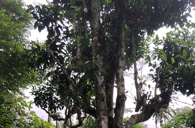 Loại trà chỉ có ở TQ, nay tìm thấy tại Việt Nam-18