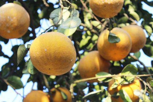 Tuyệt chiêu chọn bưởi Diễn siêu ngọt chỉ bằng những mẹo nhanh tay nhanh mắt này-1