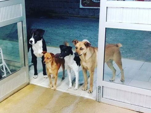 Những khoảnh khắc thú cưng trung thành với chủ đến giây phút cuối cùng gây xúc động nhất năm 2018-6