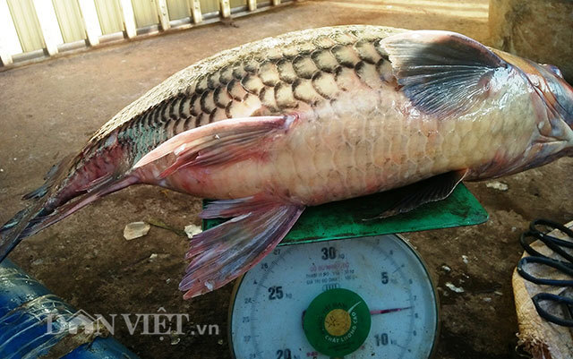 Ly kỳ chiến thuật săn thủy quái của sát thủ cá bên dòng Sê San-2