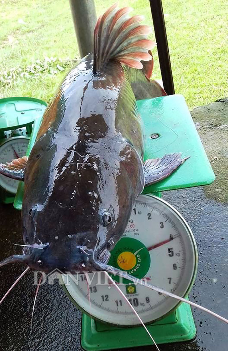 Ly kỳ chiến thuật săn thủy quái của sát thủ cá bên dòng Sê San-4