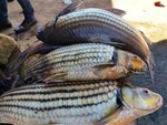 Bí ẩn miền Tây xứ Nghệ: Loài cá nặng hàng yến, dài cả mét-24
