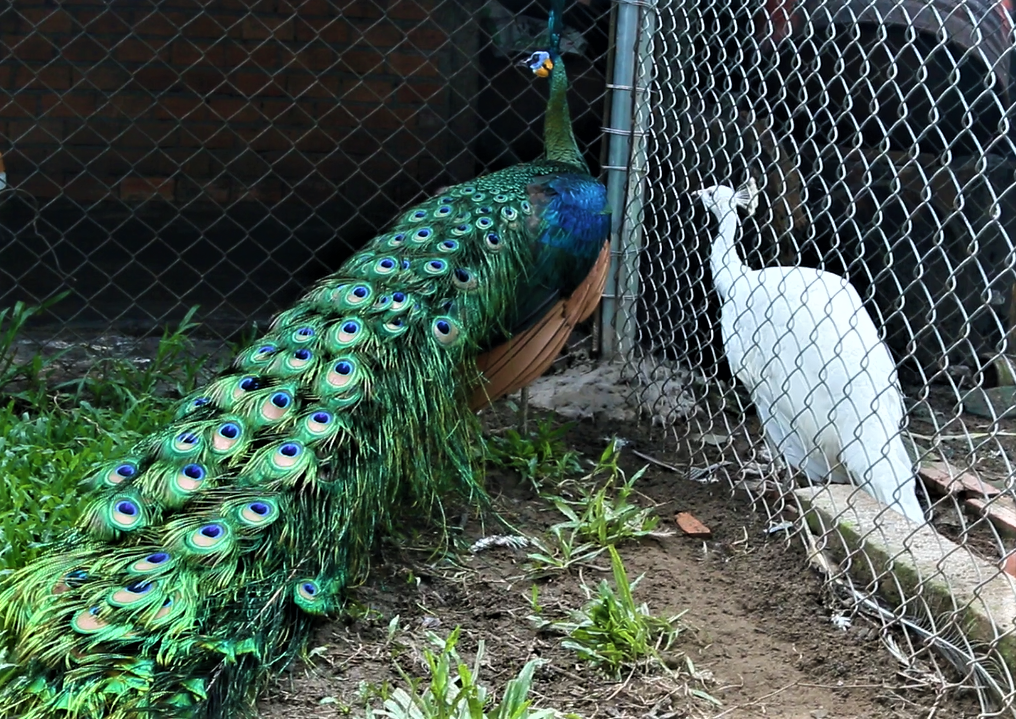 Trại chim quý giá cao vút 100 triệu đồng/cặp khách xếp hàng chờ mua-1