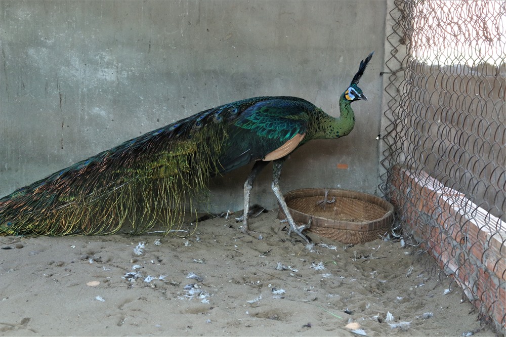 Trại chim quý giá cao vút 100 triệu đồng/cặp khách xếp hàng chờ mua-3