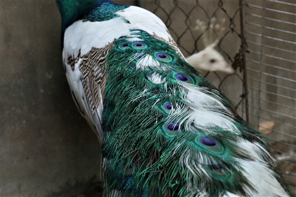 Trại chim quý giá cao vút 100 triệu đồng/cặp khách xếp hàng chờ mua-4