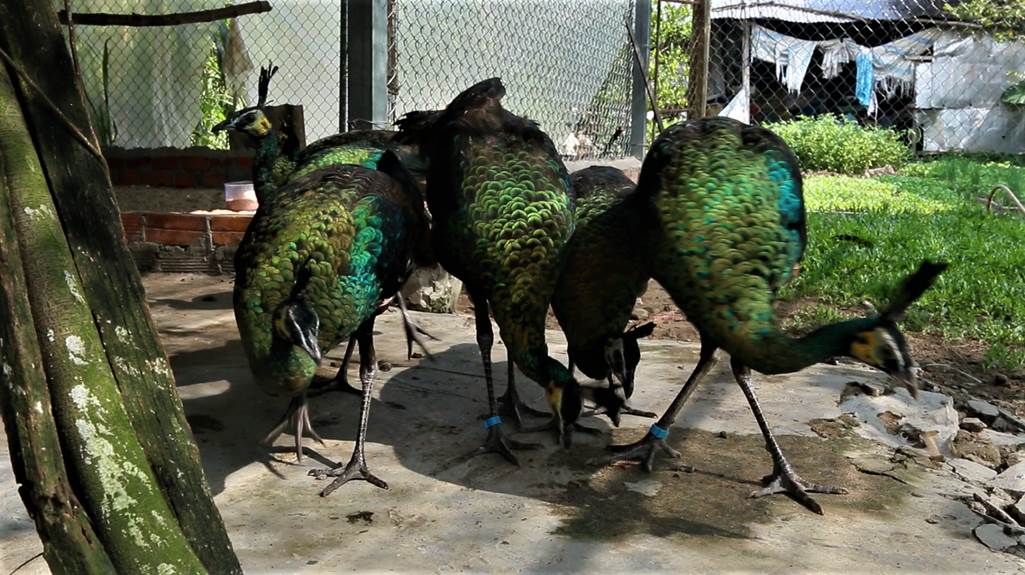 Trại chim quý giá cao vút 100 triệu đồng/cặp khách xếp hàng chờ mua-5