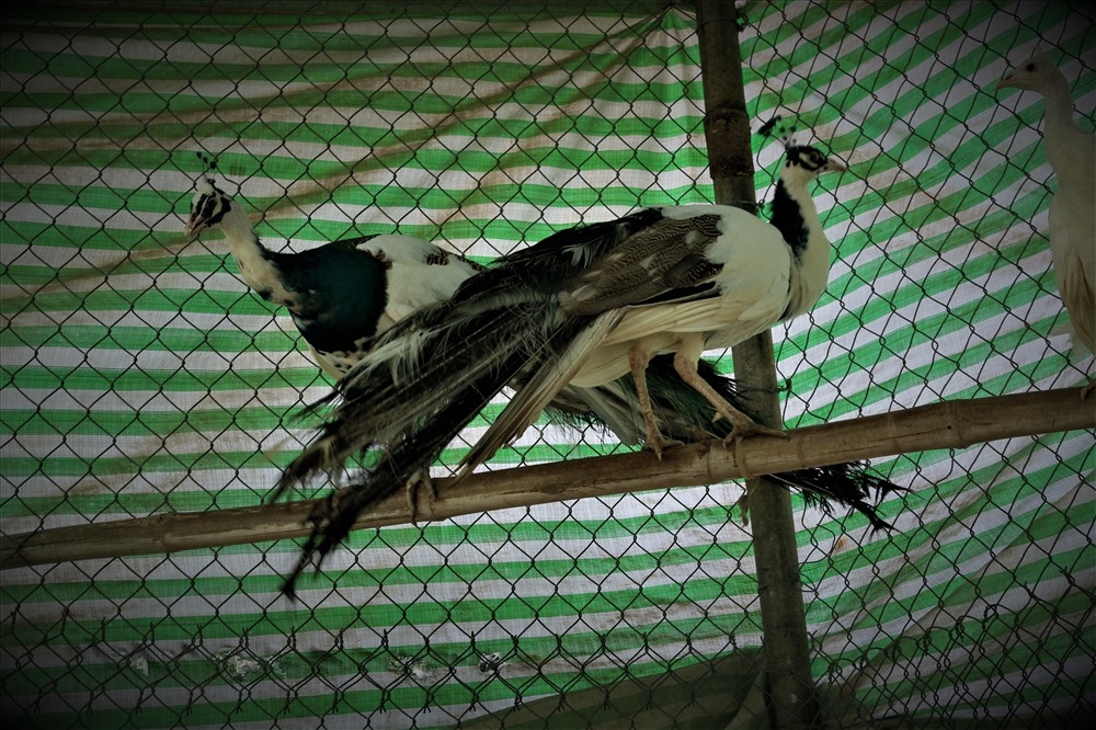 Trại chim quý giá cao vút 100 triệu đồng/cặp khách xếp hàng chờ mua-6