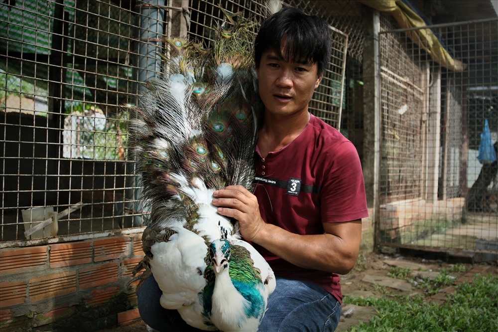 Trại chim quý giá cao vút 100 triệu đồng/cặp khách xếp hàng chờ mua-7