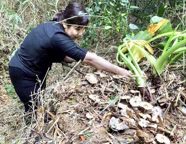 Hái đặc sản nấm Vua lộc trời cho ẵm ngay tiền triệu/ ngày-1