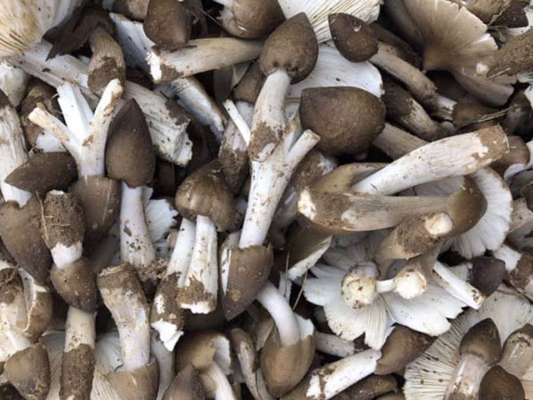Hái đặc sản nấm Vua lộc trời cho ẵm ngay tiền triệu/ ngày-2