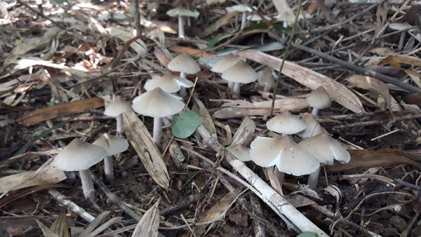 Hái đặc sản nấm Vua lộc trời cho ẵm ngay tiền triệu/ ngày-3