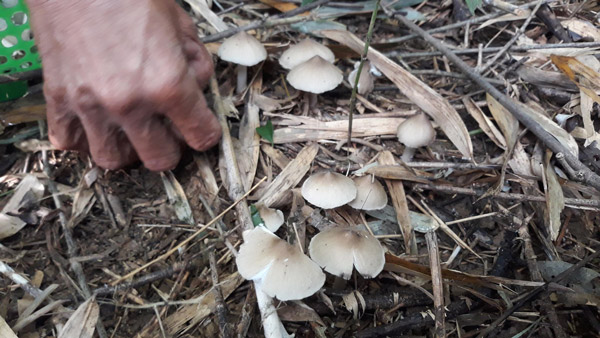 Hái đặc sản nấm Vua lộc trời cho ẵm ngay tiền triệu/ ngày-4